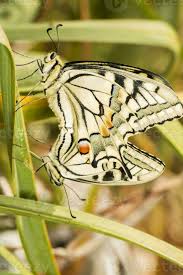 Attēlu rezultāti vaicājumam “Papilio machaon underside”