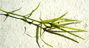 Attēlu rezultāti vaicājumam “Najadaceae”