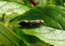 Attēlu rezultāti vaicājumam “Monopis weaverella”