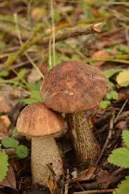 Attēlu rezultāti vaicājumam “Leccinum melaneum”