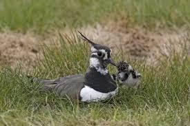 Attēlu rezultāti vaicājumam “Vanellus vanellus adult”