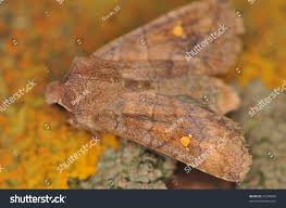 Attēlu rezultāti vaicājumam “Eupsilia transversa”