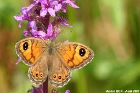 Attēlu rezultāti vaicājumam “Lasiommata maera underside”