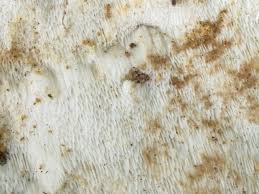 Attēlu rezultāti vaicājumam “Physisporinus vitreus”