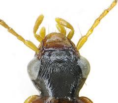 Attēlu rezultāti vaicājumam “Dromius quadrimaculatus”