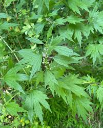 Image result for Leonurus cardiaca