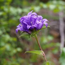 Attēlu rezultāti vaicājumam “Campanula glomerata bud”