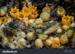 Attēlu rezultāti vaicājumam “Sphaerobolus stellatus”