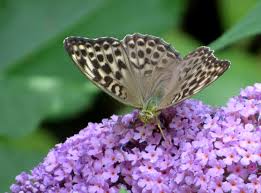 Attēlu rezultāti vaicājumam “Argynnis paphia pupa”