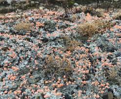 Attēlu rezultāti vaicājumam “Dibaeis baeomyces”