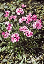 Image result for Dianthus carthusianorum