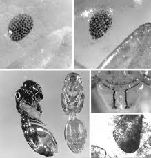 Attēlu rezultāti vaicājumam “Anthrenus sp. imago”