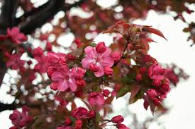 Attēlu rezultāti vaicājumam “Malus purpurea”