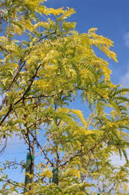 Attēlu rezultāti vaicājumam “Gleditsia triacanthos”