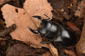 Attēlu rezultāti vaicājumam “Lucanidae”