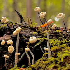 Attēlu rezultāti vaicājumam “Marasmius sp.”