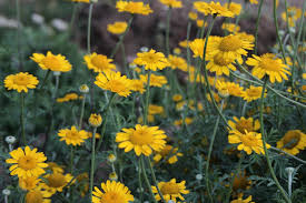 Image result for Färberkamille