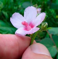 Attēlu rezultāti vaicājumam “Reticularia lobata young”