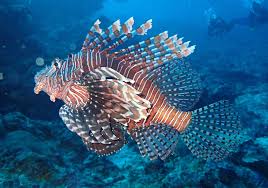 Image result for Pterois volitans