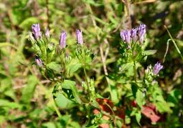 Attēlu rezultāti vaicājumam “Gentianaceae”