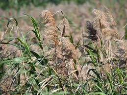 Attēlu rezultāti vaicājumam “Phragmites communis”