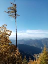 Attēlu rezultāti vaicājumam “Larix decidua var. polonica”