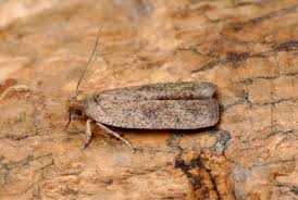 Attēlu rezultāti vaicājumam “Agonopterix ciliella”