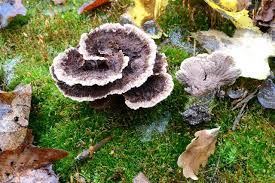 Attēlu rezultāti vaicājumam “Thelephora terrestris”