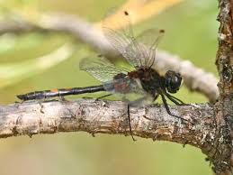 Attēlu rezultāti vaicājumam “Leucorrhinia dubia male”