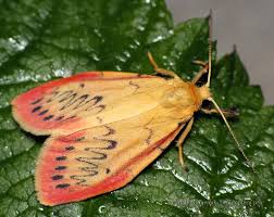 Attēlu rezultāti vaicājumam “Miltochrista miniata”