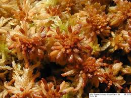 Attēlu rezultāti vaicājumam “Sphagnum balticum”