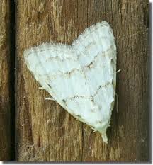 Attēlu rezultāti vaicājumam “Nola aerugula”