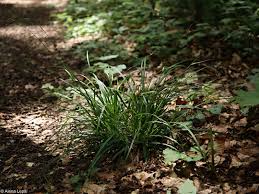 Attēlu rezultāti vaicājumam “Carex sylvatica fruit”