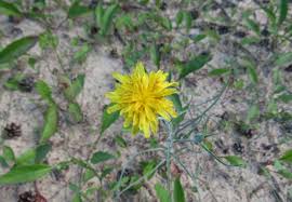 Attēlu rezultāti vaicājumam “Tragopogon heterospermus leaf”