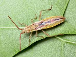 Attēlu rezultāti vaicājumam “Myrmus miriformis”