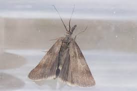 Attēlu rezultāti vaicājumam “Hypochalcia ahenella”