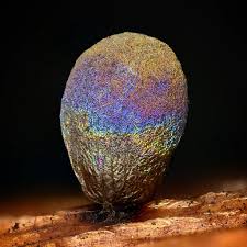 Attēlu rezultāti vaicājumam “Didymium tussilaginis macro”