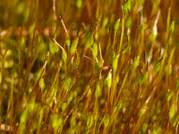 Attēlu rezultāti vaicājumam “Dicranales”