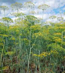 Attēlu rezultāti vaicājumam “Anethum graveolens leaf”