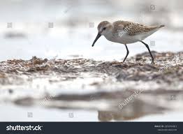 Image result for Calidris pusilla