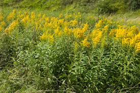 Attēlu rezultāti vaicājumam “Solidago canadensis flower”