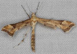 Attēlu rezultāti vaicājumam “Platyptilia tesseradactyla”