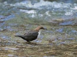 Attēlu rezultāti vaicājumam “Cinclus cinclus”