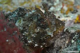 Image result for Scorpaena porcus