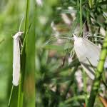 Attēlu rezultāti vaicājumam “Eana argentana”