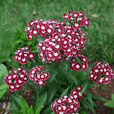 Image result for Dianthus barbatus