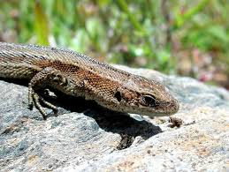 Attēlu rezultāti vaicājumam “Lacerta vivipara female”