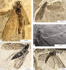 Attēlu rezultāti vaicājumam “Eriocraniidae”