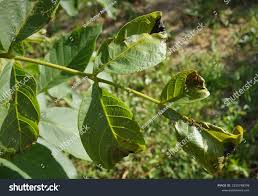 Attēlu rezultāti vaicājumam “Juglans regia leaf”