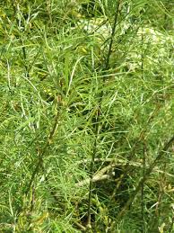 Attēlu rezultāti vaicājumam “Salix rosmarinifolia”